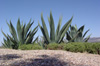 Agave Syrup