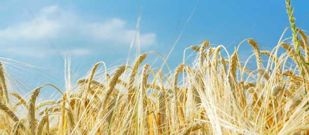 Malt Products Corporation